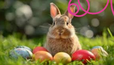 petit lapin et oeufs